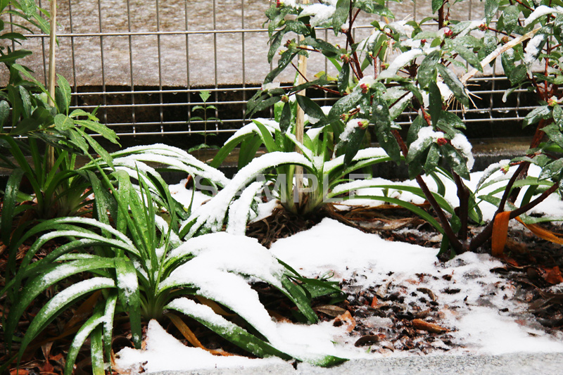 雪,ゆき,積,植物,草,冬,snow,winter