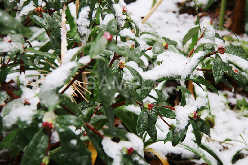 雪,ゆき,積,植物,草,冬,snow,winter