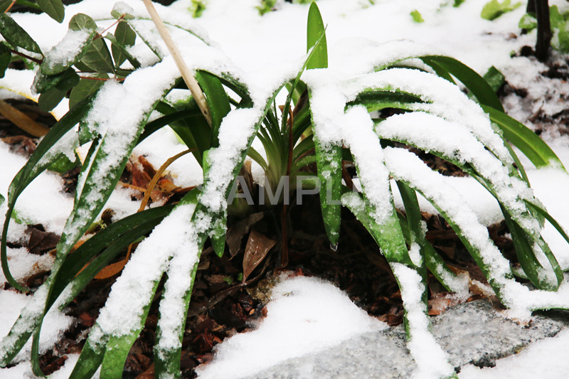 雪,ゆき,積,植物,草,冬,snow,winter