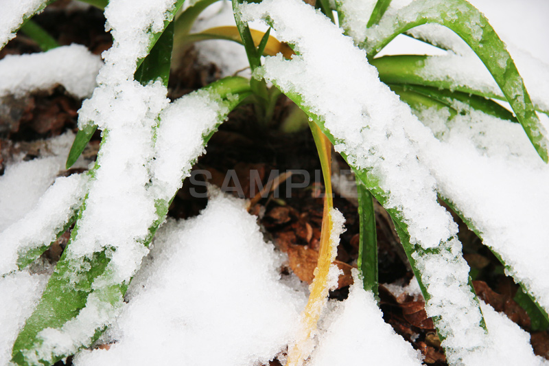 雪,ゆき,積,植物,草,冬,snow,winter