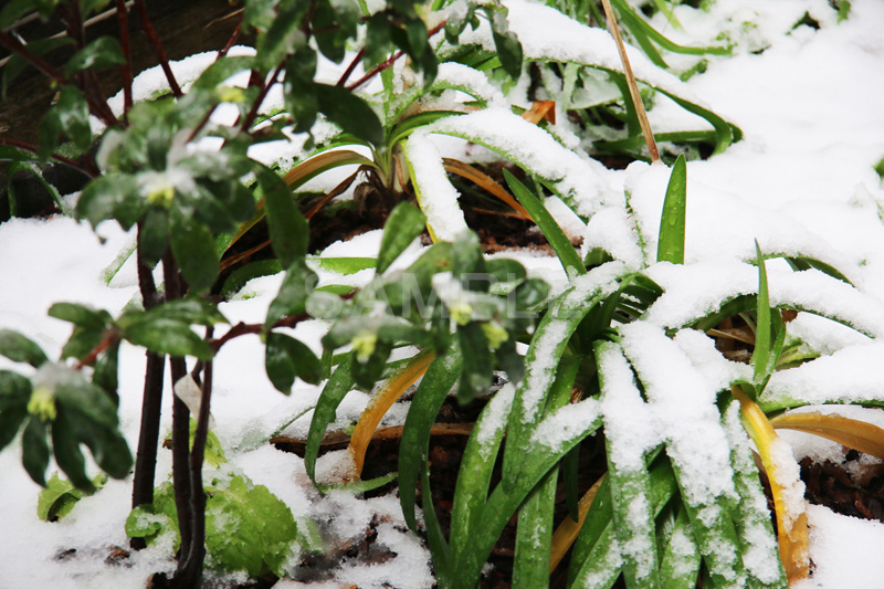 雪,ゆき,積,植物,草,冬,snow,winter