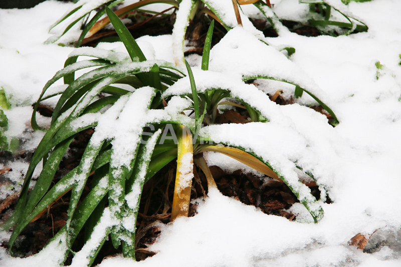 雪,ゆき,積,植物,草,冬,snow,winter