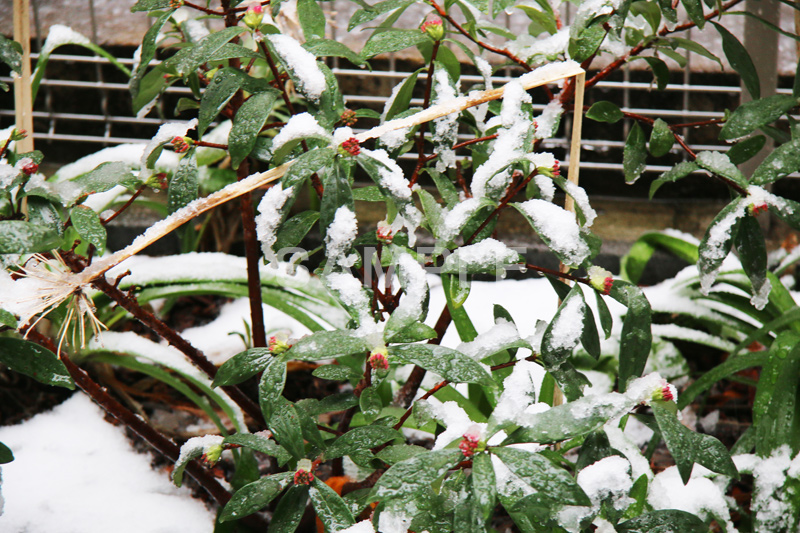 雪,ゆき,積,植物,草,冬,snow,winter