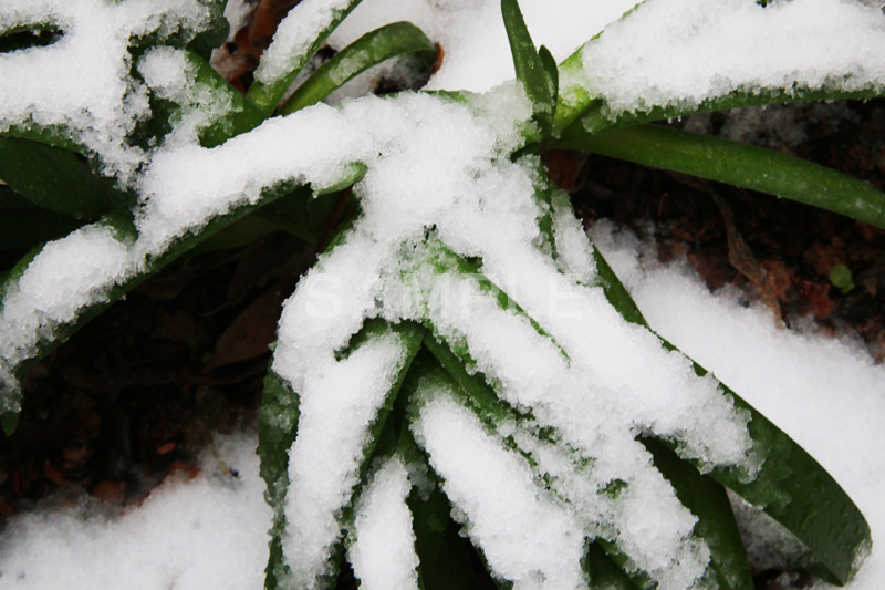 雪,ゆき,積,植物,草,冬,snow,winter