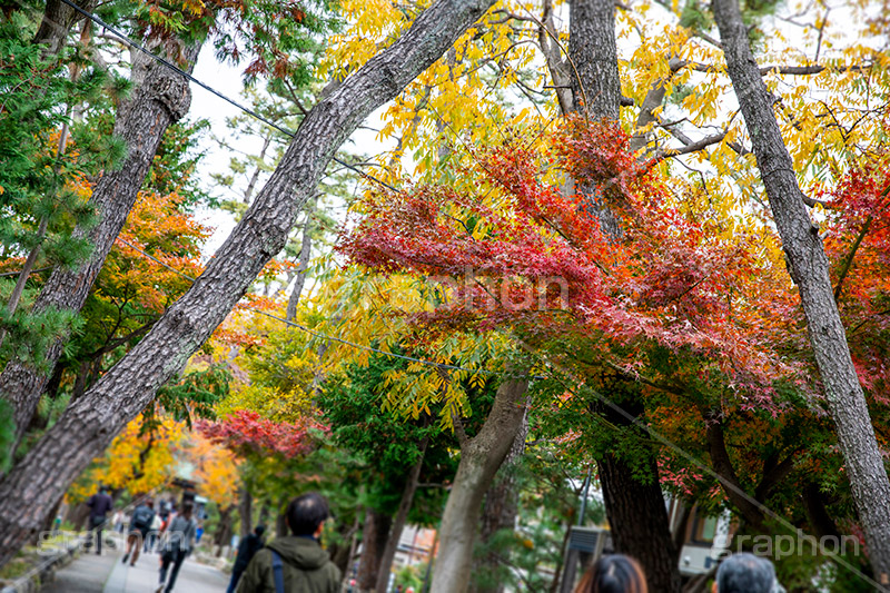 浄真寺の紅葉,浄真寺,九品仏浄真寺,九品仏,奥沢,自由が丘,阿弥陀如来像,寺,文化財,指定文化財,お面かぶり,世田谷区,temple,japan,もみじ,真っ赤,色づく,紅葉,自然,植物,木々,秋,季語,草木,japan,autumn,フルサイズ撮影