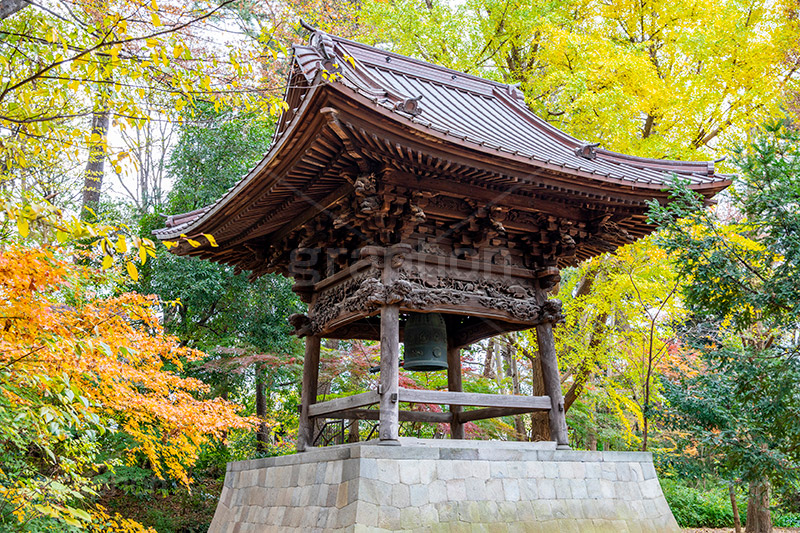 浄真寺の紅葉,浄真寺,九品仏浄真寺,九品仏,奥沢,自由が丘,阿弥陀如来像,寺,文化財,指定文化財,お面かぶり,世田谷区,temple,japan,もみじ,真っ赤,色づく,紅葉,自然,植物,木々,秋,季語,草木,japan,autumn,鐘,除夜の鐘,フルサイズ撮影,大晦日,お正月,正月,除夜の鐘