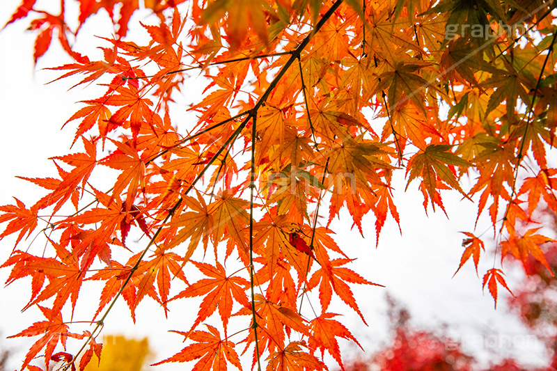 真っ赤なモミジ,もみじ,真っ赤,色づく,紅葉,自然,植物,木々,秋,赤,季語,草木,japan,autumn,フルサイズ撮影