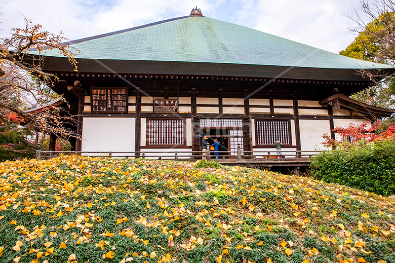 浄真寺の紅葉,浄真寺,九品仏浄真寺,九品仏,奥沢,自由が丘,阿弥陀如来像,寺,文化財,指定文化財,お面かぶり,世田谷区,temple,japan,もみじ,真っ赤,色づく,紅葉,自然,植物,木々,秋,季語,草木,japan,autumn,落ち葉,イチョウ,銀杏,フルサイズ撮影