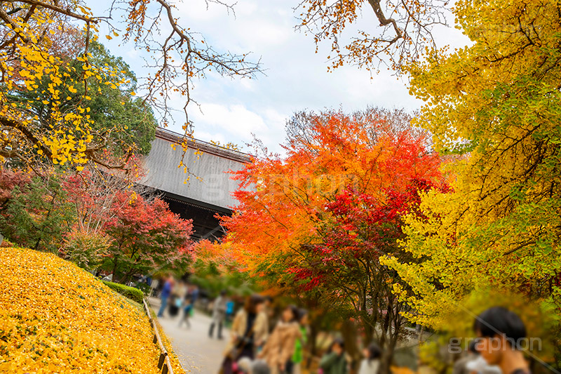 浄真寺の紅葉,浄真寺,九品仏浄真寺,九品仏,奥沢,自由が丘,阿弥陀如来像,寺,文化財,指定文化財,お面かぶり,世田谷区,temple,japan,もみじ,真っ赤,色づく,紅葉,自然,植物,木々,秋,季語,草木,japan,autumn,イチョウ,銀杏,フルサイズ撮影