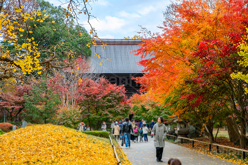 浄真寺の紅葉,浄真寺,九品仏浄真寺,九品仏,奥沢,自由が丘,阿弥陀如来像,寺,文化財,指定文化財,お面かぶり,世田谷区,temple,japan,もみじ,真っ赤,色づく,紅葉,自然,植物,木々,秋,季語,草木,japan,autumn,イチョウ,銀杏,フルサイズ撮影