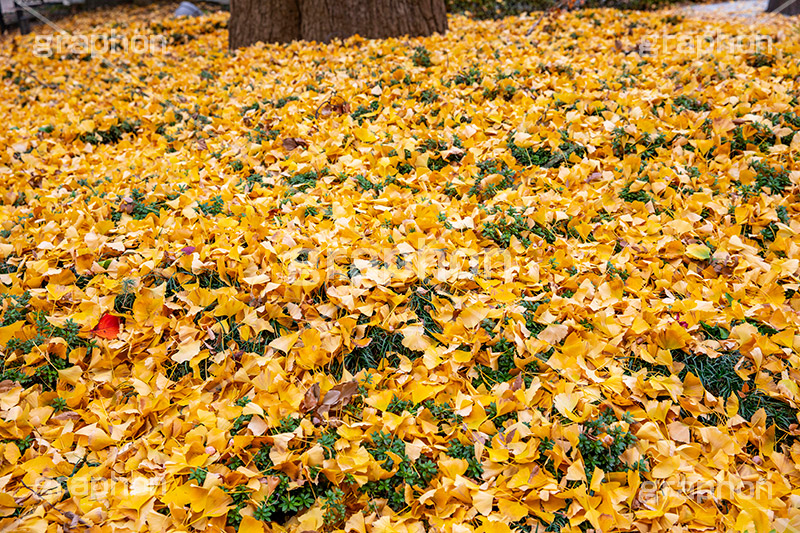 紅葉落葉,イチョウ落ち葉,イチョウ,いちょう,落ち葉,銀杏,紅葉,こうよう,もみじ,モミジ,紅葉狩り,黄葉,落葉広葉樹,カエデ科,秋,季語,色づく,キレイ,きれい,綺麗,照紅葉,照葉,japan,autumn,葉,葉っぱ,フルサイズ撮影,自然