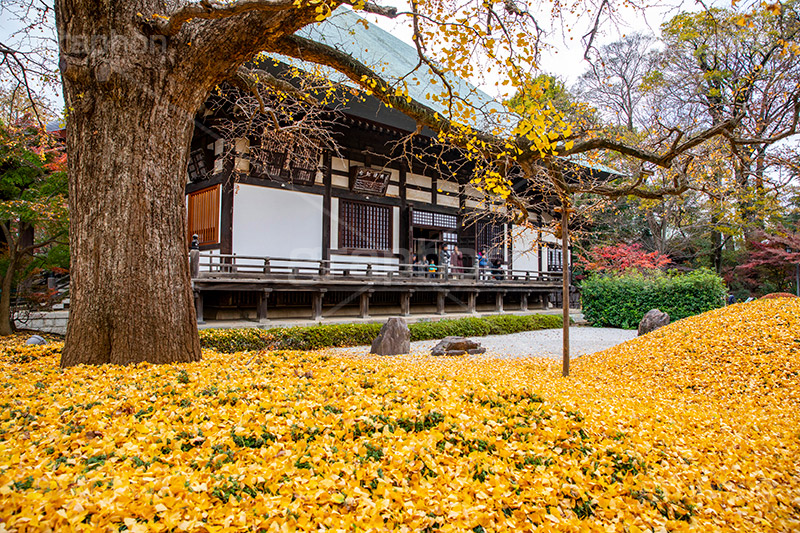 浄真寺の紅葉,浄真寺,九品仏浄真寺,九品仏,奥沢,自由が丘,阿弥陀如来像,寺,文化財,指定文化財,お面かぶり,世田谷区,temple,japan,もみじ,真っ赤,色づく,紅葉,自然,植物,木々,秋,季語,草木,japan,autumn,落ち葉,イチョウ,銀杏,フルサイズ撮影