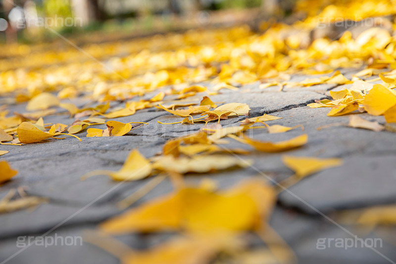 紅葉落葉,イチョウ落ち葉,イチョウ,いちょう,落ち葉,銀杏,紅葉,こうよう,もみじ,モミジ,紅葉狩り,黄葉,落葉広葉樹,カエデ科,秋,季語,色づく,キレイ,きれい,綺麗,照紅葉,照葉,japan,autumn,葉,葉っぱ,フルサイズ撮影,自然