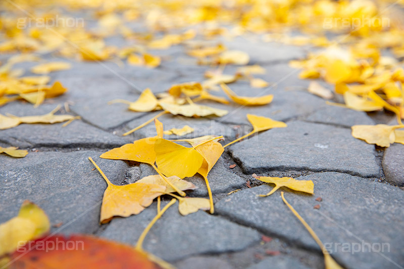 紅葉落葉,イチョウ落ち葉,イチョウ,いちょう,落ち葉,銀杏,紅葉,こうよう,もみじ,モミジ,紅葉狩り,黄葉,落葉広葉樹,カエデ科,秋,季語,色づく,キレイ,きれい,綺麗,照紅葉,照葉,japan,autumn,葉,葉っぱ,フルサイズ撮影,自然