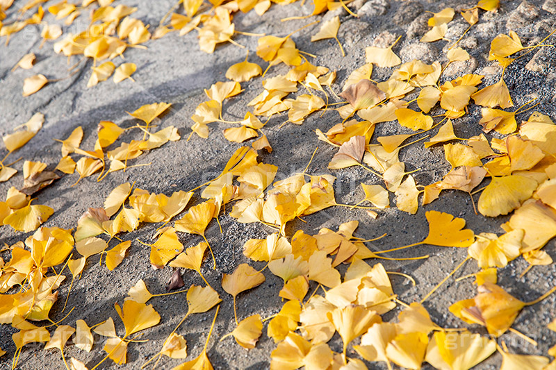 紅葉落葉,イチョウ落ち葉,イチョウ,いちょう,落ち葉,銀杏,紅葉,こうよう,もみじ,モミジ,紅葉狩り,黄葉,落葉広葉樹,カエデ科,秋,季語,色づく,キレイ,きれい,綺麗,照紅葉,照葉,japan,autumn,葉,葉っぱ,フルサイズ撮影,自然