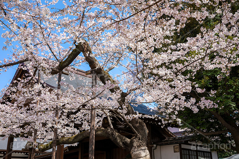 満開の標本木,標本木,基準,観測,東京,ソメイヨシノ,靖国神社,靖国,政治,神社,shrine,japan,spring,春,開花,花見,お花見,サクラ,さくら,桜,参拝,お参り,千代田区,九段下,境内,満開,さくらまつり,blossom,フルサイズ撮影