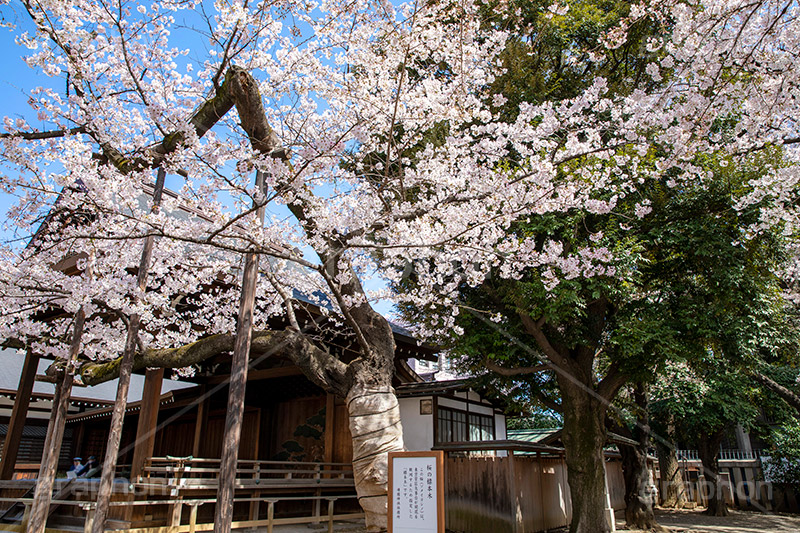 満開の標本木,標本木,基準,観測,東京,ソメイヨシノ,靖国神社,靖国,政治,神社,shrine,japan,spring,春,開花,花見,お花見,サクラ,さくら,桜,参拝,お参り,千代田区,九段下,境内,満開,さくらまつり,blossom,フルサイズ撮影