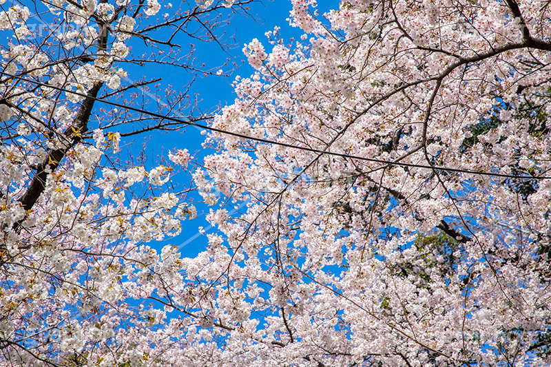 満開,サクラ,さくら,桜,花見,お花見,自然,青空,花びら,さくらまつり,blossom,japan,spring,flower,花,春,フルサイズ撮影