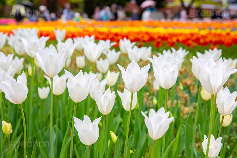 満開のチューリップ,チューリップ,チューリップ畑,ちゅーりっぷ,花,お花,フラワー,はな,花畑,キレイ,きれい,綺麗,満開,咲,咲いた,さいた,春,花壇,tulip,spring,flower,フルサイズ撮影