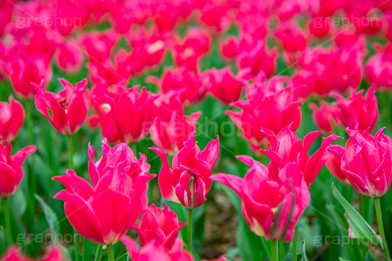 満開のチューリップ,チューリップ,チューリップ畑,ちゅーりっぷ,花,お花,フラワー,はな,花畑,キレイ,きれい,綺麗,満開,咲,咲いた,さいた,春,花壇,tulip,spring,flower,フルサイズ撮影