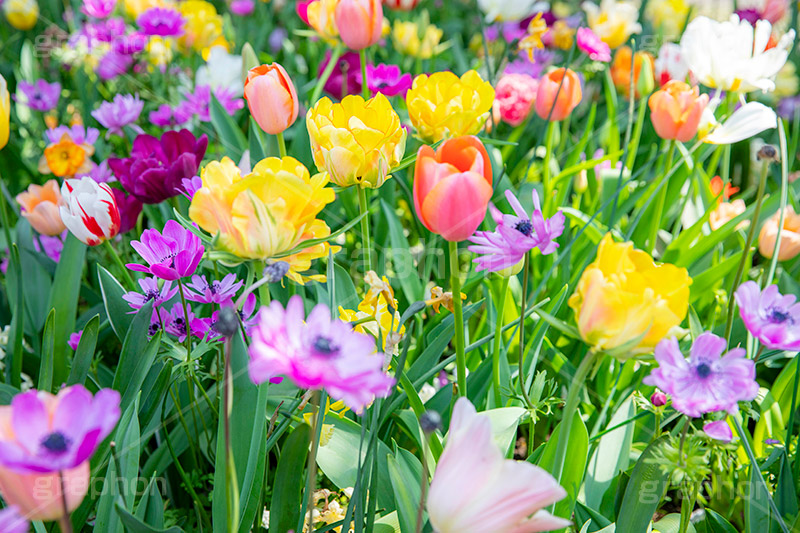 春の花壇,花壇,花畑,花,お花,フラワー,はな,flower,spring,tulip,咲,春,花弁,綺麗,きれい,キレイ,チューリップ,ちゅーりっぷ,フルサイズ撮影