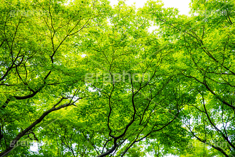 新緑の楓,楓,かえで,カエデ,新緑,草木,自然,青々,緑,葉,公園,初夏,木漏れ日,立秋,park,natural,leaf,フルサイズ撮影