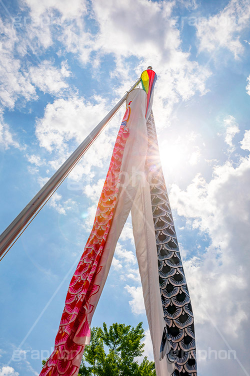 鯉のぼり,こいのぼり,5月5日,端午,節句,供物,こどもの日,子供の日,こども,子供,男の子,浅草寺,和,文化,風習,行事,フレア,逆光,フルサイズ撮影,japan,event,kids