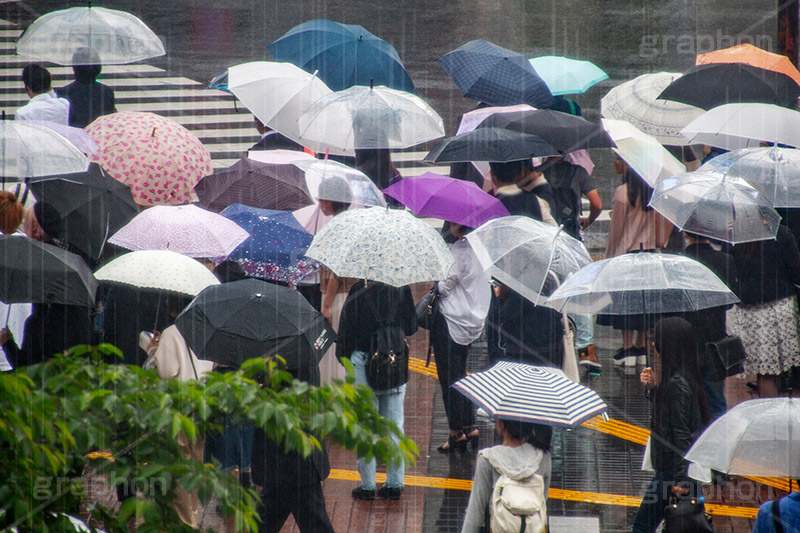 雨の日の渋谷,雨の日,雨,梅雨,交差点,信号,横断歩道,足元,傘,かさ,道路,アスファルト,水たまり,水溜まり,水しぶき,渋谷,スクランブル交差点,雑踏,都会の雑踏,都会,都心,東京,人混み,混雑,街角,街角スナップ,混む,人々,渡る,歩く,通勤,通学,人物,shibuya,japan,rain,umbrella