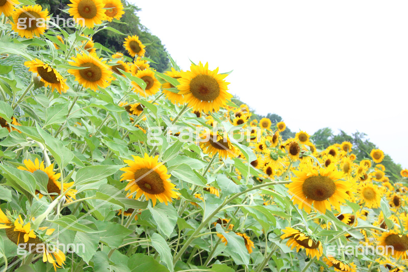 ひまわり畑,ヒマワリ畑,ひまわり,ヒマワリ,向日葵,花,お花,フラワー,はな,花畑,キレイ,きれい,綺麗,満開,咲,咲いた,さいた,黄色,日回り,ニチリンソウ,日輪草,ヒグルマ,日車,ヒュウガアオイ,夏の季語,季語,夏,サマー,summer,sunflower,flower