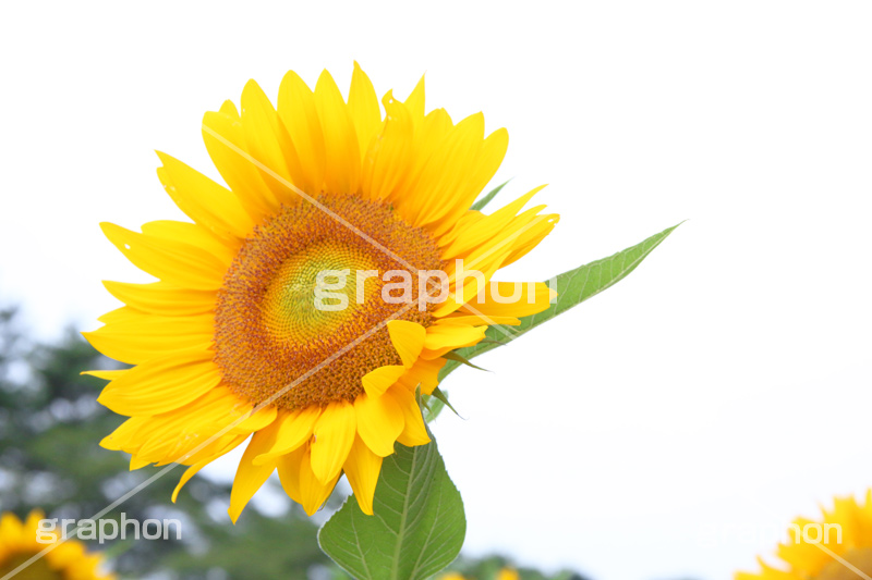 ひまわり畑,ヒマワリ畑,ひまわり,ヒマワリ,向日葵,花,お花,フラワー,はな,花畑,キレイ,きれい,綺麗,満開,咲,咲いた,さいた,黄色,日回り,ニチリンソウ,日輪草,ヒグルマ,日車,ヒュウガアオイ,夏の季語,季語,夏,サマー,summer,sunflower,flower