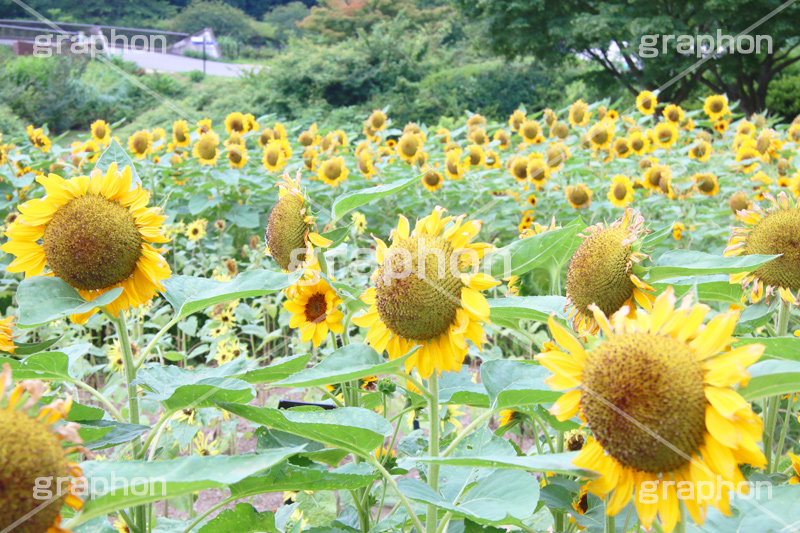 ひまわり畑,ヒマワリ畑,ひまわり,ヒマワリ,向日葵,花,お花,フラワー,はな,花畑,キレイ,きれい,綺麗,満開,咲,咲いた,さいた,黄色,日回り,ニチリンソウ,日輪草,ヒグルマ,日車,ヒュウガアオイ,夏の季語,季語,夏,サマー,summer,sunflower,flower