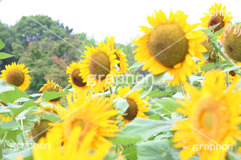 ひまわり畑,ヒマワリ畑,ひまわり,ヒマワリ,向日葵,花,お花,フラワー,はな,花畑,キレイ,きれい,綺麗,満開,咲,咲いた,さいた,黄色,日回り,ニチリンソウ,日輪草,ヒグルマ,日車,ヒュウガアオイ,夏の季語,季語,夏,サマー,summer,sunflower,flower