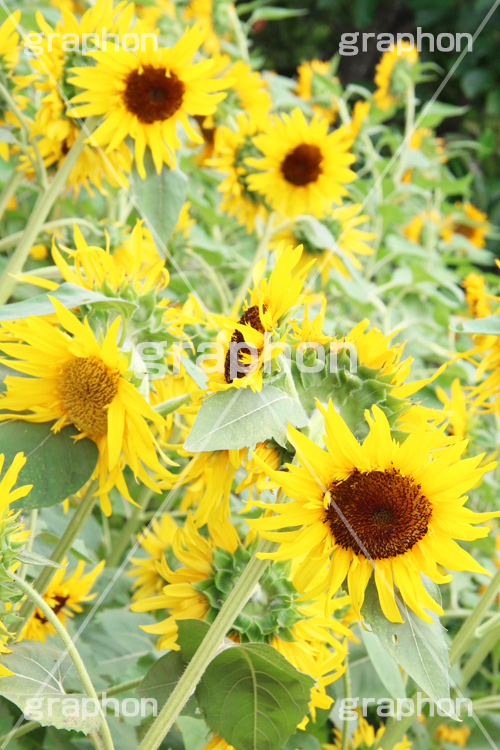 ひまわり畑,ヒマワリ畑,ひまわり,ヒマワリ,向日葵,花,お花,フラワー,はな,花畑,キレイ,きれい,綺麗,満開,咲,咲いた,さいた,黄色,日回り,ニチリンソウ,日輪草,ヒグルマ,日車,ヒュウガアオイ,夏の季語,季語,夏,サマー,summer,sunflower,flower