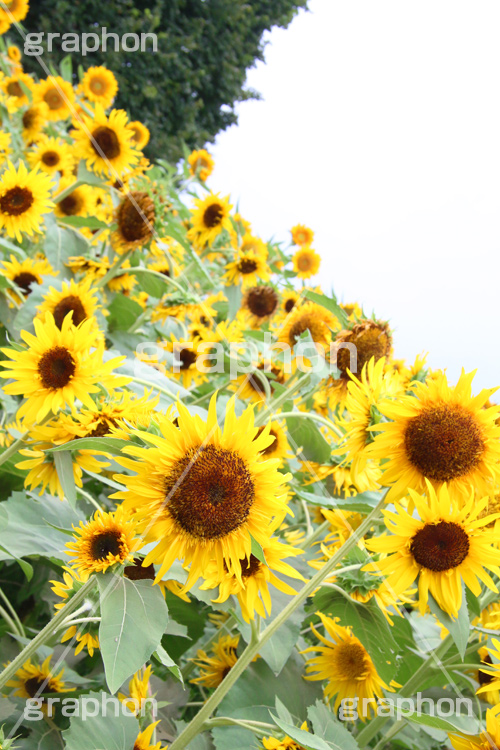 ひまわり畑,ヒマワリ畑,ひまわり,ヒマワリ,向日葵,花,お花,フラワー,はな,花畑,キレイ,きれい,綺麗,満開,咲,咲いた,さいた,黄色,日回り,ニチリンソウ,日輪草,ヒグルマ,日車,ヒュウガアオイ,夏の季語,季語,夏,サマー,summer,sunflower,flower