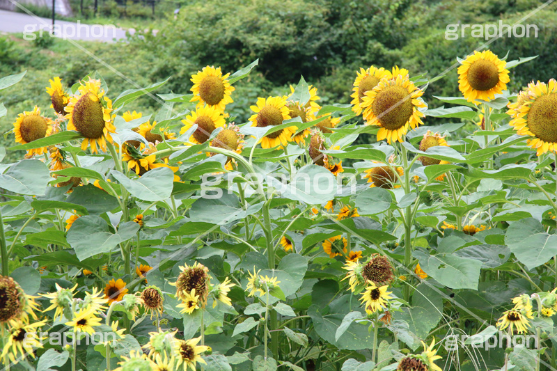 ひまわり畑,ヒマワリ畑,ひまわり,ヒマワリ,向日葵,花,お花,フラワー,はな,花畑,キレイ,きれい,綺麗,満開,咲,咲いた,さいた,黄色,日回り,ニチリンソウ,日輪草,ヒグルマ,日車,ヒュウガアオイ,夏の季語,季語,夏,サマー,summer,sunflower,flower