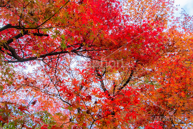 紅葉,もみじ,色づく,真っ赤,自然,植物,木々,秋,赤,季語,草木,japan,autumn