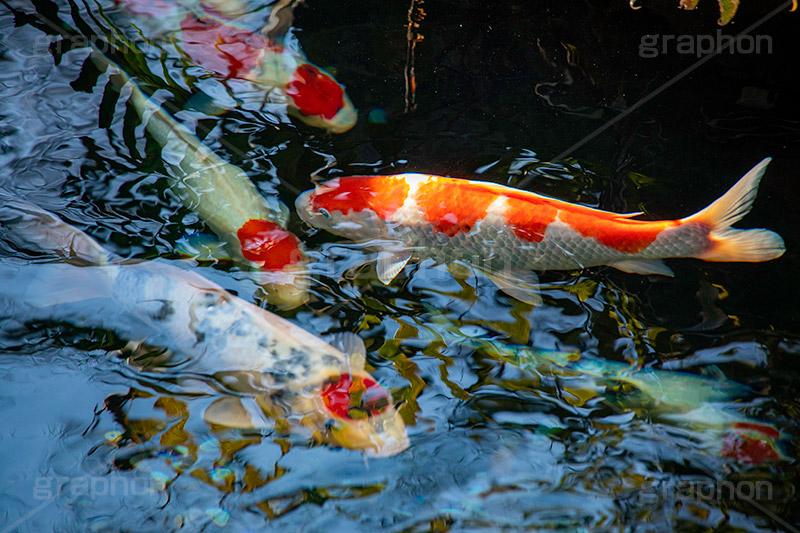 錦鯉,鯉,コイ,こい,鮒,魚,ふな,フナ,池,いけ,公園,庭園,和,日本,pond,japan,フルサイズ撮影