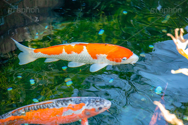 錦鯉,鯉,コイ,こい,鮒,魚,ふな,フナ,池,いけ,公園,庭園,和,日本,pond,japan,フルサイズ撮影