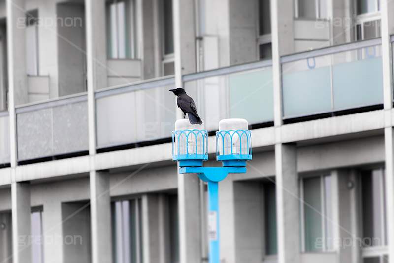 カラス後ろ姿,カラス,からす,烏,鴉,鵶,雅,野鳥,真っ黒,黒い鳥,外灯,照明,フルサイズ撮影