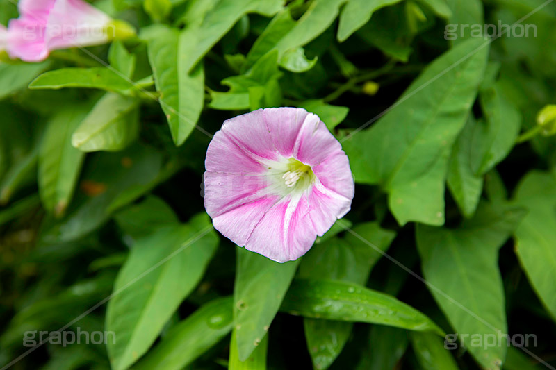 ヒルガオ,ひるがお,昼顔,おこり花,つんぶー花,おこりづる,かみなり花,てんき花,雨ふり花,ちち花,かっぽう,花,フラワー,自然,薬用,植物,夏,サマー,summer,flower,フルサイズ撮影