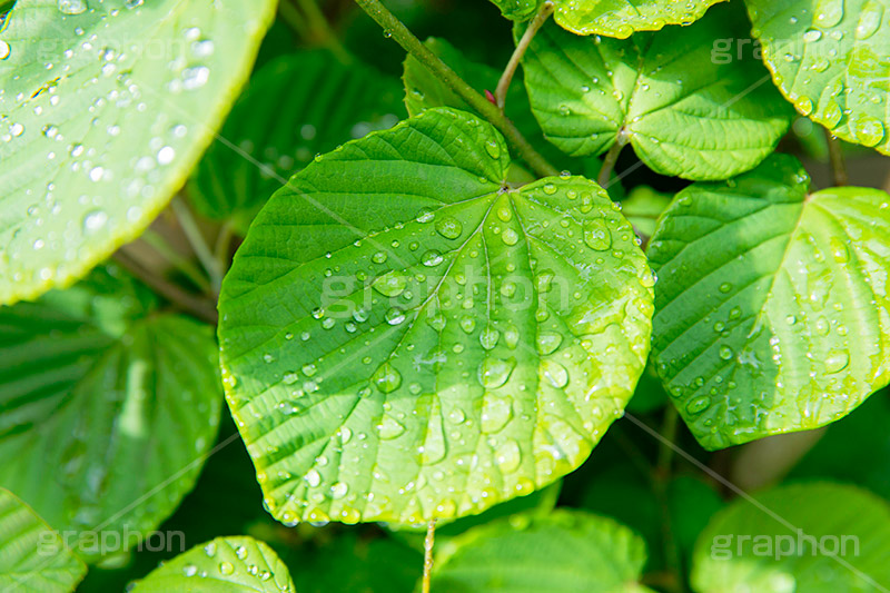 雨上がり,草木に雨粒,雨,あめ,梅雨,つゆ,草,植物,水滴,雨粒,小雨,レイン,雨の日,葉,自然,leaf,rain,フルサイズ撮影