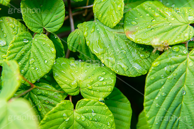 雨上がり,草木に雨粒,雨,あめ,梅雨,つゆ,草,植物,水滴,雨粒,小雨,レイン,雨の日,葉,自然,leaf,rain,フルサイズ撮影