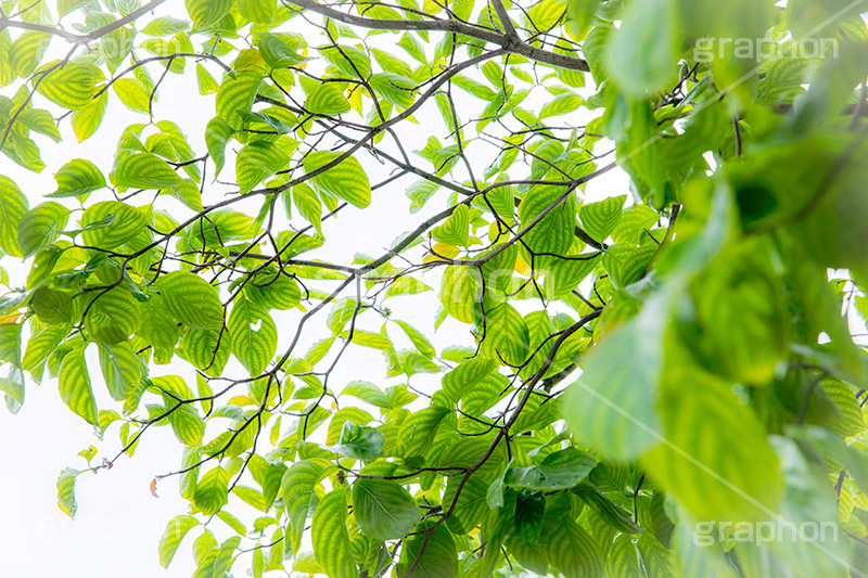 木漏れ日,こもれび,眩,自然,草木,植物,新緑,穏やか,爽やか,サスティナブル,サステナビリティ,サスティナビリティ,sustainable,sustainability,フルサイズ撮影