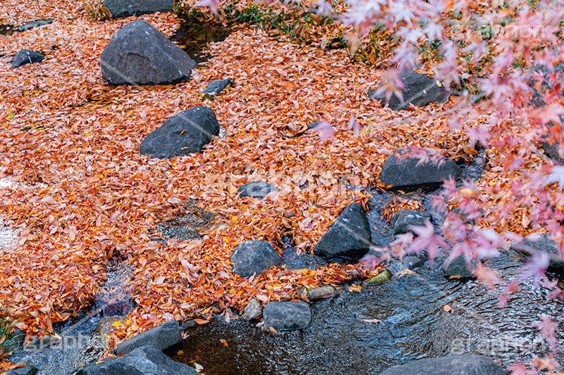 川に落ち葉,川,川の流れ,落ち葉,落葉,枯れ葉,枯葉,葉っぱ,葉,はっぱ,枯れる,自然,植物,秋,紅葉,モミジ,もみじ,かえで,楓