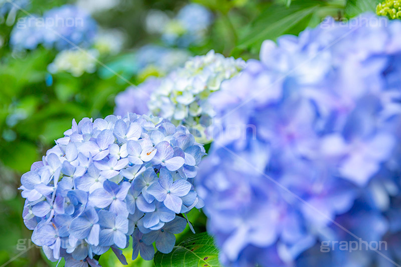 アジサイ,あじさい,紫陽花,梅雨,つゆ,花,ホンアジサイ,季語,フラワー,満開,6月,flower,フルサイズ撮影