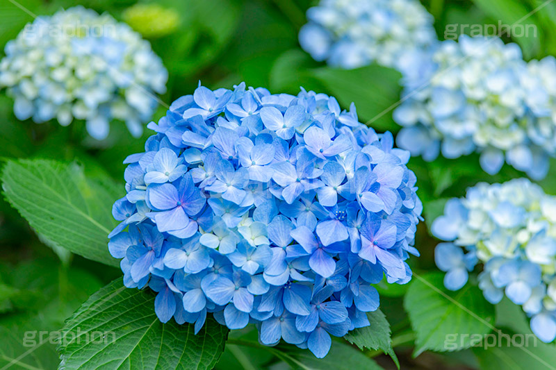 アジサイ,あじさい,紫陽花,梅雨,つゆ,花,ホンアジサイ,季語,フラワー,満開,6月,flower,フルサイズ撮影