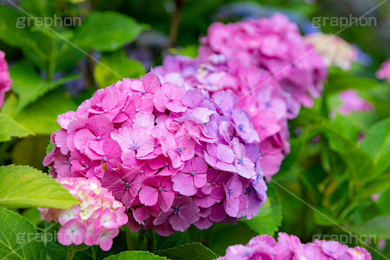 アジサイ,あじさい,紫陽花,梅雨,つゆ,花,ホンアジサイ,季語,フラワー,満開,6月,flower,フルサイズ撮影