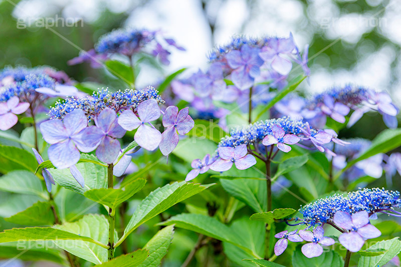 アジサイ,あじさい,紫陽花,梅雨,つゆ,花,ホンアジサイ,季語,フラワー,満開,6月,flower,フルサイズ撮影