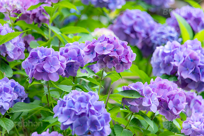 アジサイ,あじさい,紫陽花,梅雨,つゆ,花,ホンアジサイ,季語,フラワー,満開,6月,flower,フルサイズ撮影