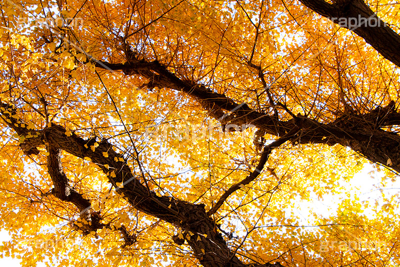 イチョウ,いちょうの葉,いちょう,銀杏,紅葉,こうよう,もみじ,モミジ,紅葉狩り,黄葉,落葉広葉樹,カエデ科,秋,季語,色づく,キレイ,きれい,綺麗,照紅葉,照葉,自然,japan,autumn